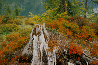 Bilberry Forest