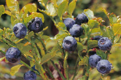 Bilberry Fruits